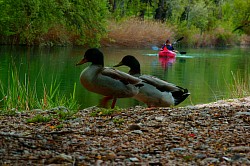 KAYAK CERCA DE MADRID, KAYAK EN EL TAJO, KAYAK EN BUENDIA