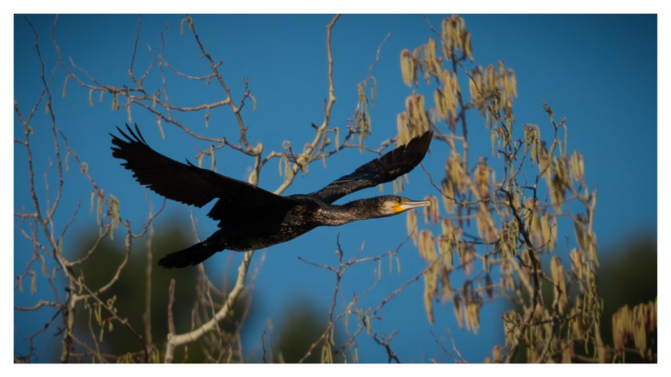 Cormorán en Bolarque